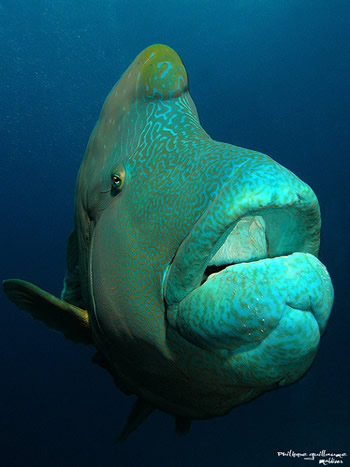 lèvres-du-poisson-napoléon